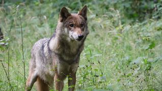 Es ist ein Hin und Her im Streit um den Abschuss eines Wolfs im Nordschwarzwald. (Symbolbild)